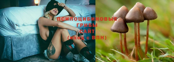 гидра Абаза